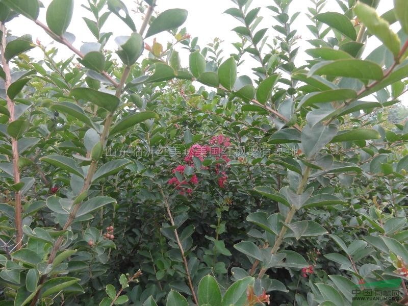 紅花紫薇行情報價\紅花紫薇圖片展示