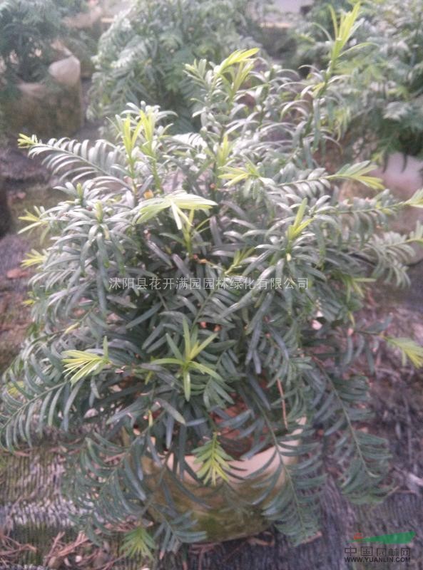 南方紅豆杉 微型盆景