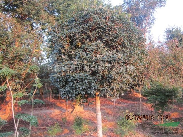 蕭山苗木，江蘇桂花價(jià)格，紅葉石楠價(jià)格，金華紅葉石楠價(jià)格