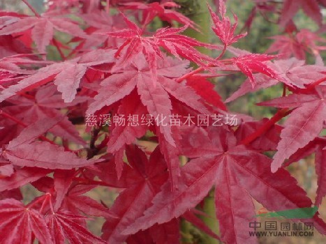 慈溪暢想綠化苗木園藝場(chǎng)紅楓最低價(jià)