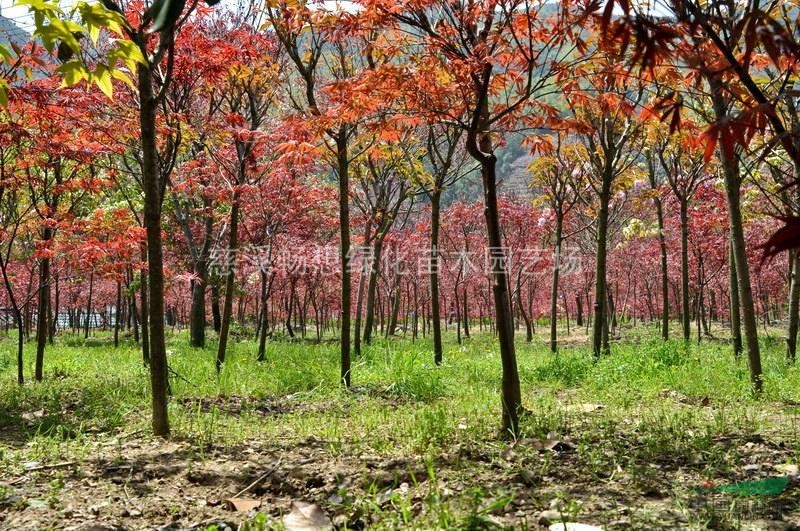慈溪暢想綠化苗木園藝場(chǎng)紅楓最低價(jià)