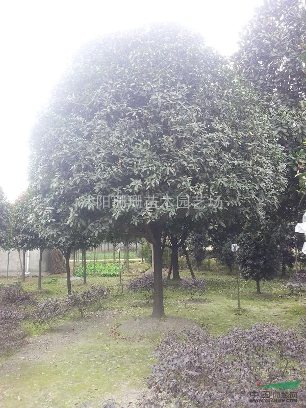 本場專賣一級桂花樹-江蘇八月桂價格