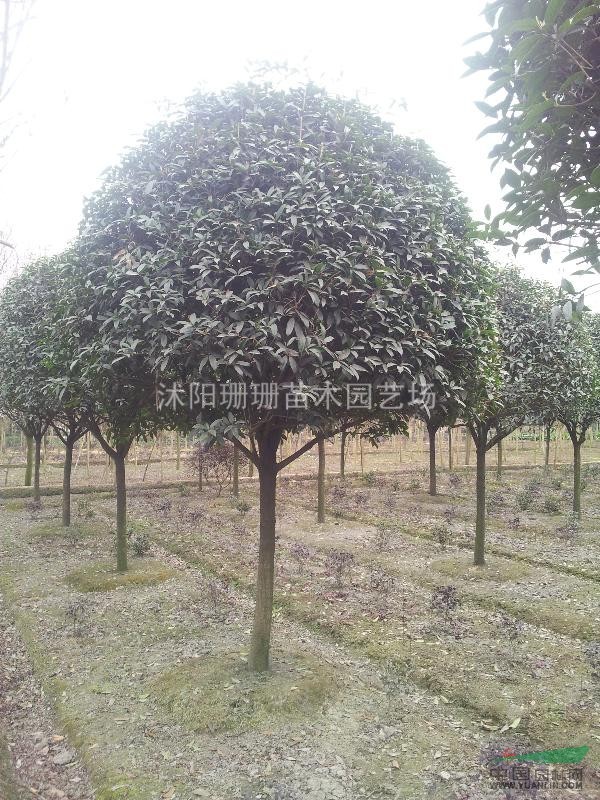 本場專賣一級桂花樹-江蘇八月桂價格