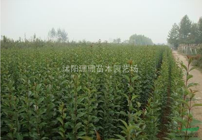 苗圃直銷大葉女貞苗200萬株