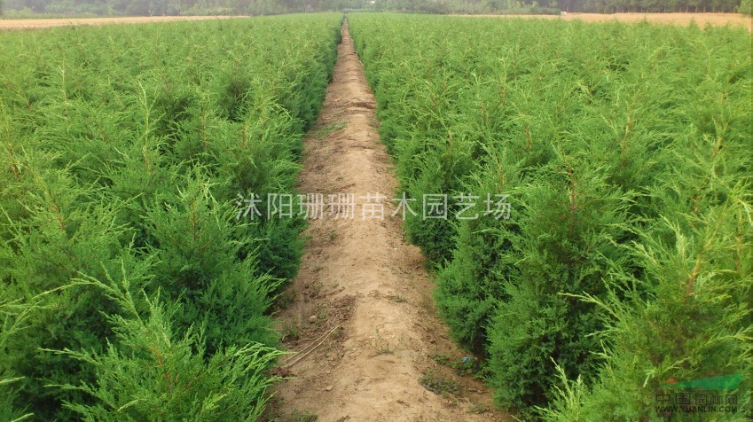 ”塔柏“500萬株基地直銷