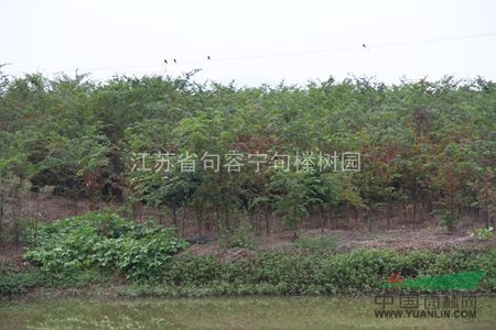 大量供應(yīng)米徑3公分櫸樹
