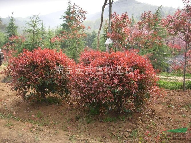 紅葉石楠價格