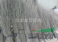 精品紅櫸樹樸樹欒樹等各種規(guī)格大促銷 