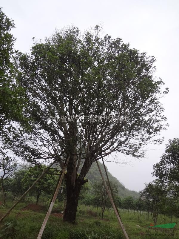 大規(guī)格桂花