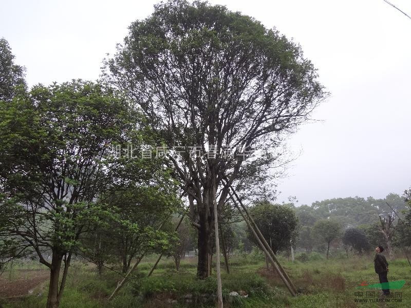 大規(guī)格桂花