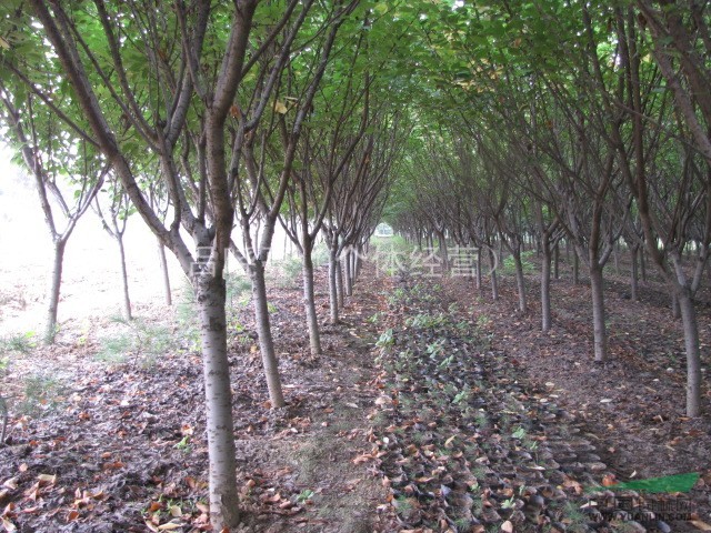 低价大量供应3到10公分樱花、紫薇、紫叶李、玉兰、西府海棠