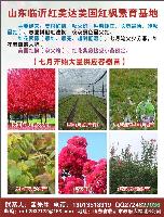 山東美國紅楓，紅花紫薇*新報(bào)價(jià)/美國紅楓，紅花紫薇圖片