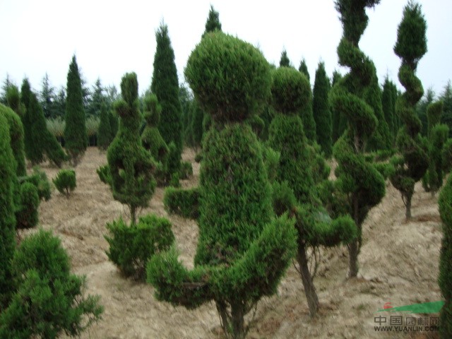 江蘇南京蜀檜價格蜀檜價格供應(yīng)