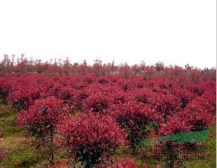 紅葉石楠球  紅葉石楠高桿 紅葉石楠小苗價格