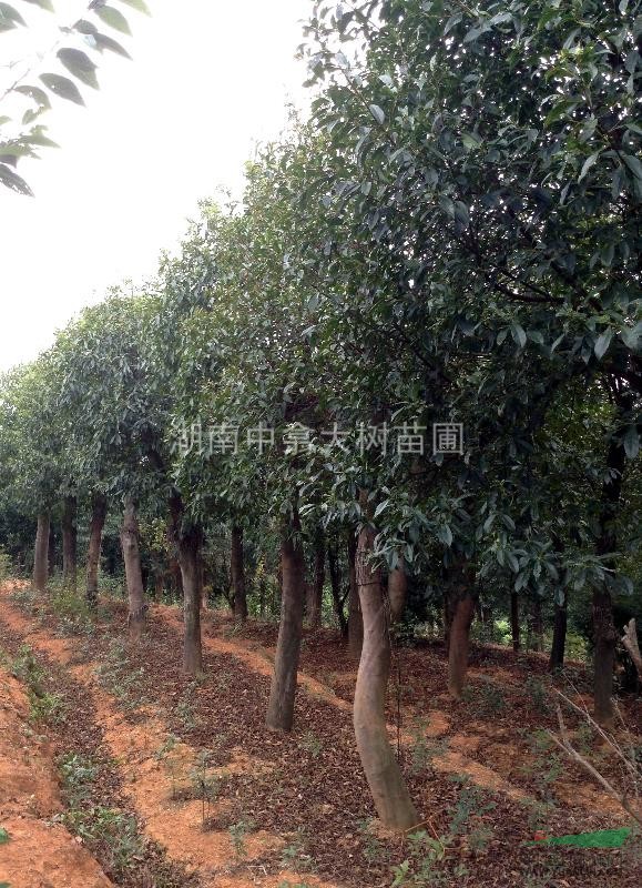 湖南移植定桿杜英