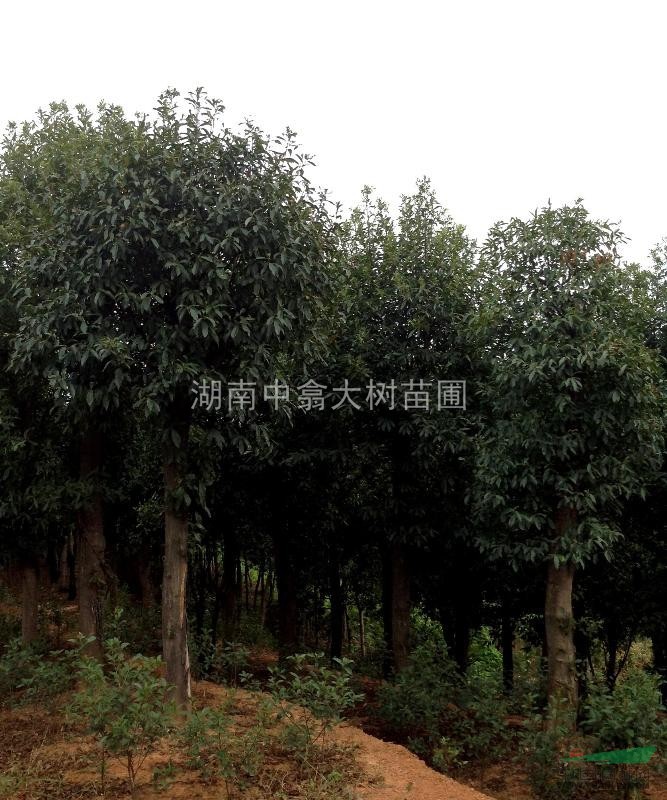 湖南移植定桿杜英