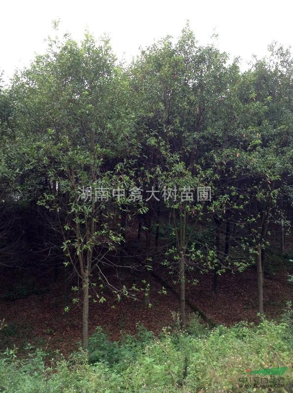各規(guī)格移植杜英