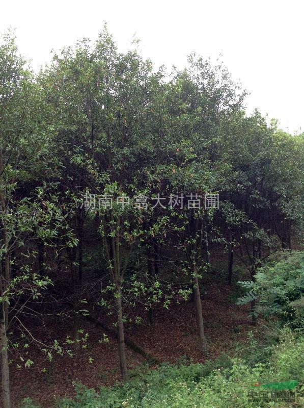 各規(guī)格移植杜英