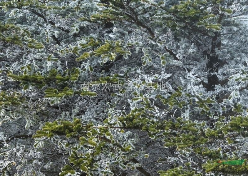 2--5米雪松圖片\雪松報價