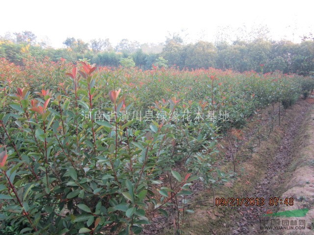 金華石楠、蕭山紅葉石楠，鄢陵花木市場，潢川檜柏