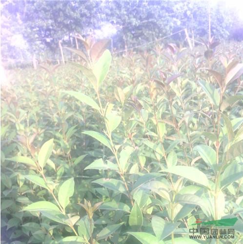 大量供應(yīng)大葉女貞小苗