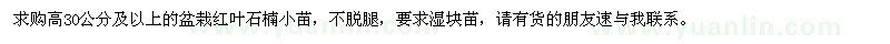 求購盆栽紅葉石楠小苗