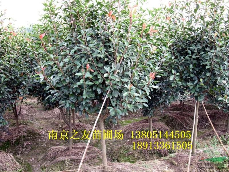 蜀檜價(jià)格6.5元1米 蜀檜最新價(jià)格 苗木供應(yīng)價(jià)格