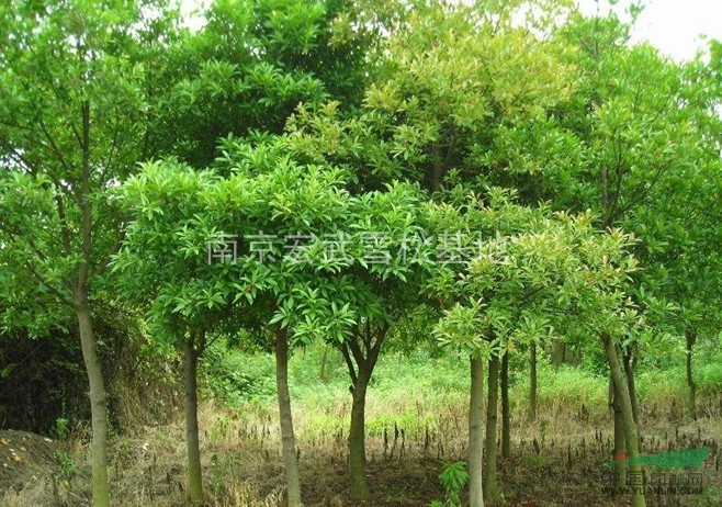 南京杜英產(chǎn)地：4公分，6公分，8公分杜英信息