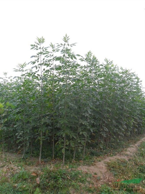 大量出售20公分至3米高速生白蠟，