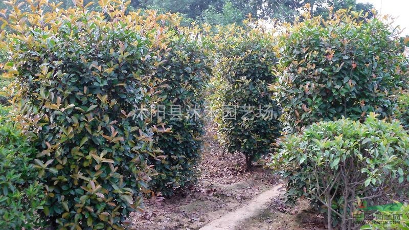紅葉石楠柱
