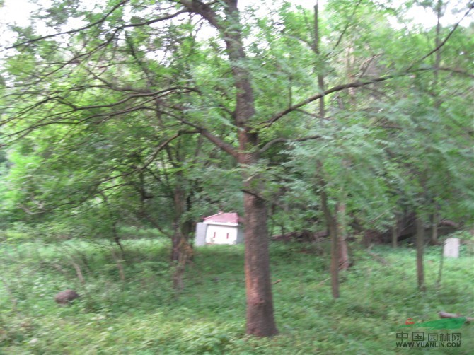 香樟 香樟价格 安徽香樟