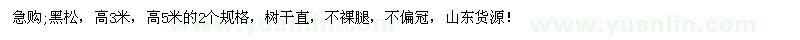 求購高3、5米黑松