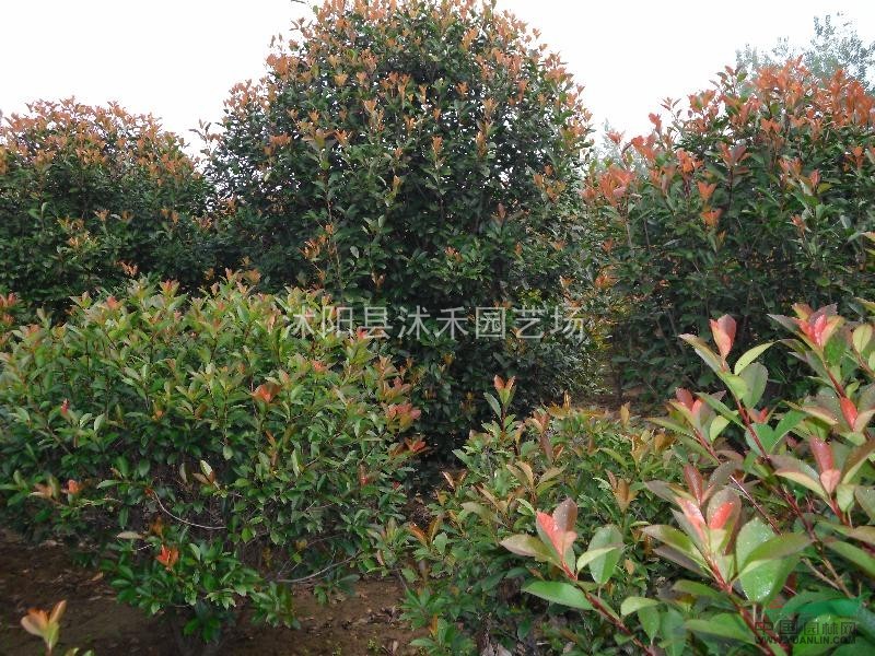 紅葉石楠球