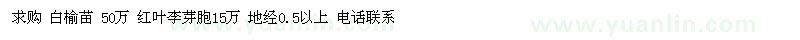 求購白榆苗、紅葉李芽胞