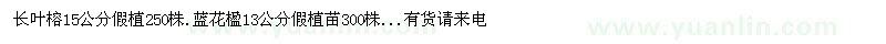 求購(gòu)長(zhǎng)葉榕15公分假植.藍(lán)花楹13公分假植苗