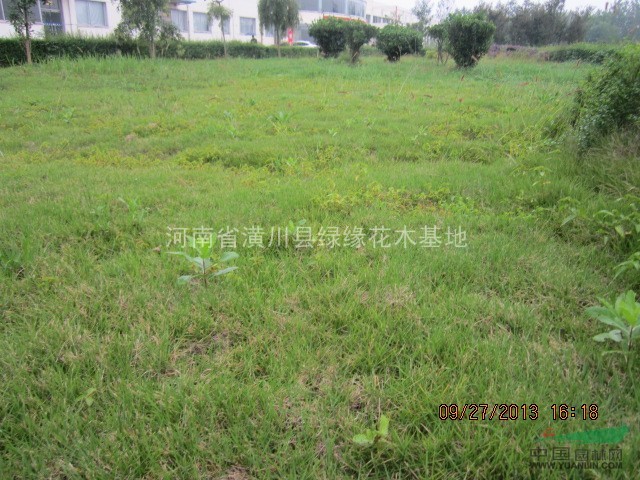 馬里拉草坪產(chǎn)地在哪，早熟禾草坪價(jià)格，四季青草坪價(jià)格
