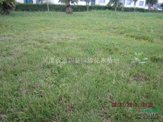 馬里拉草坪產(chǎn)地在哪，早熟禾草坪價(jià)格，四季青草坪價(jià)格