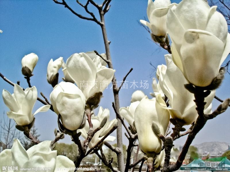 楓楊、楓楊種植基地、楓楊價(jià)格、大楓楊價(jià)格、大楓楊樹價(jià)格