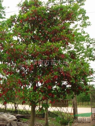 楓楊、楓楊種植基地、楓楊價(jià)格、大楓楊價(jià)格、大楓楊樹價(jià)格