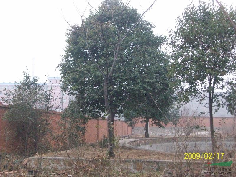 應(yīng)白玉蘭，紅玉蘭 ，廣玉蘭，五角楓，三角楓，元寶楓，