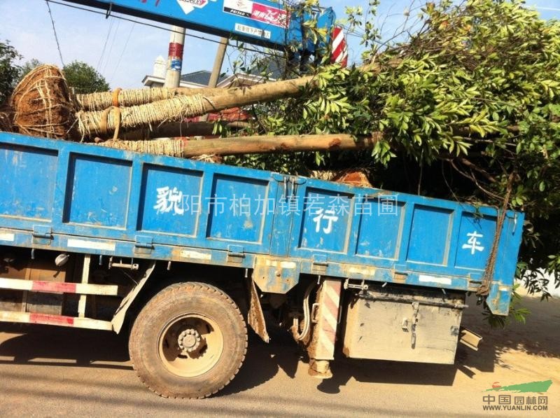 杜英價格 切桿杜英價格 切桿再生杜英