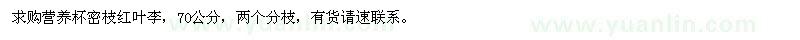 求購營養(yǎng)杯密枝紅葉李,