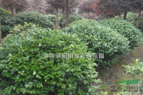 湖南茶梅球冠1.5米高1.2米信息