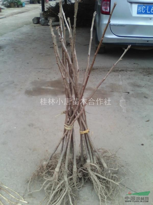 广西桂林大量低价出售银杏树小苗50-180CM