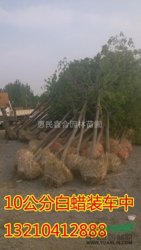 供應(yīng)白蠟小苗種植基地，白蠟培植苗圃，白蠟苗木批發(fā)價(jià)