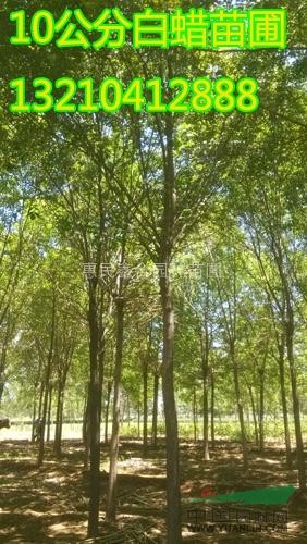 供應(yīng)白蠟小苗種植基地，白蠟培植苗圃，白蠟苗木批發(fā)價(jià)