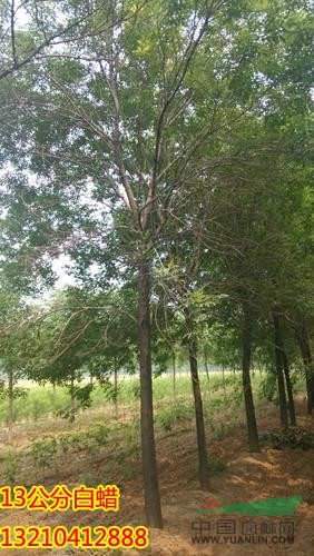 供應(yīng)優(yōu)質(zhì)白臘苗供貨商，白臘苗種植基地，白臘苗批發(fā)市場(chǎng)，白臘苗