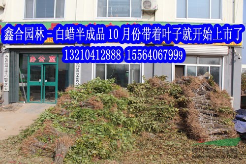 供應(yīng)惠民白蠟小苗基地、山東速生白蠟小苗、大量供應(yīng)速生白蠟小苗