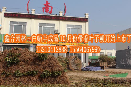 供應(yīng)惠民白蠟小苗基地、山東速生白蠟小苗、大量供應(yīng)速生白蠟小苗