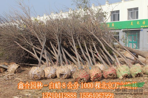供應(yīng)惠民8公分白蠟8000株、惠民8公分白蠟價(jià)格